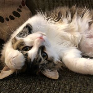 Meet your Posher, Juliann